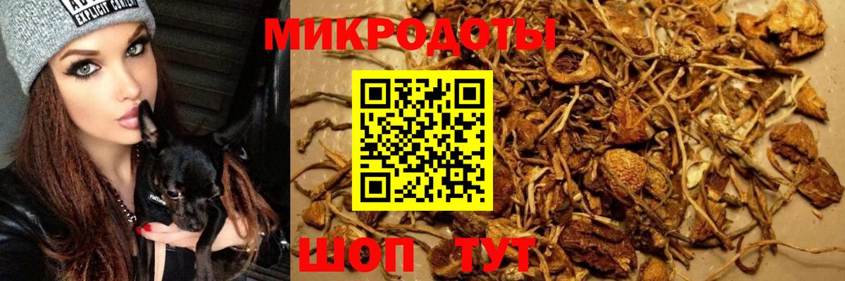 Кировск  Псилоцибиновые грибы прущие грибы  Вход с VPN 
